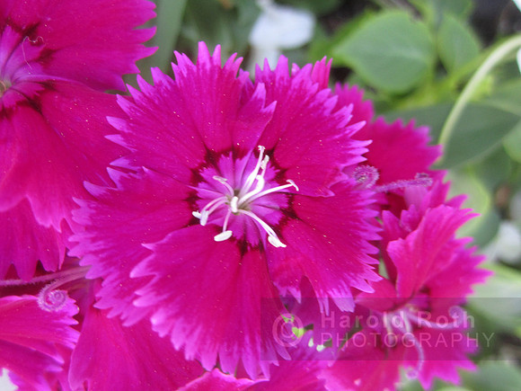 flowers10