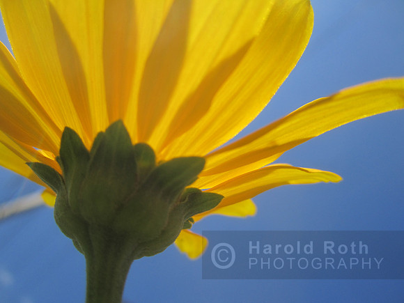 flowers12