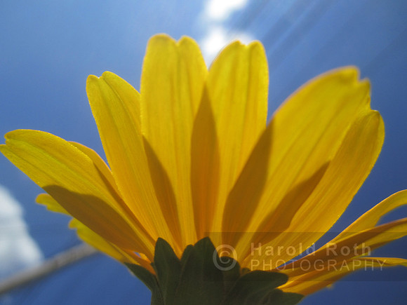 flowers13