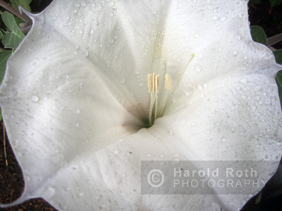 flowers21