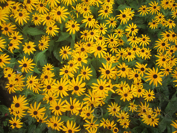 flowers14