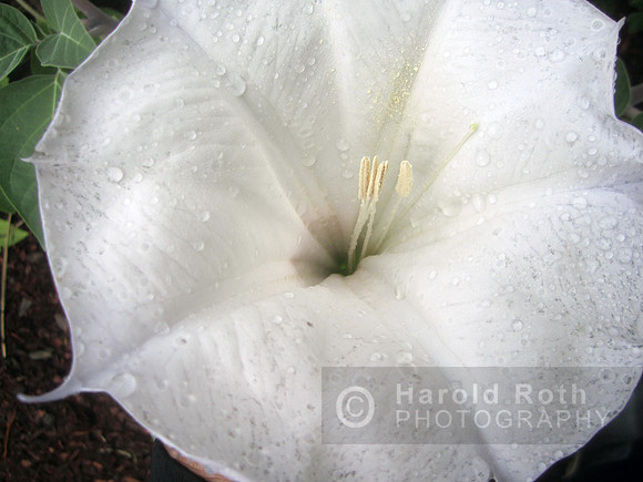 flowers22
