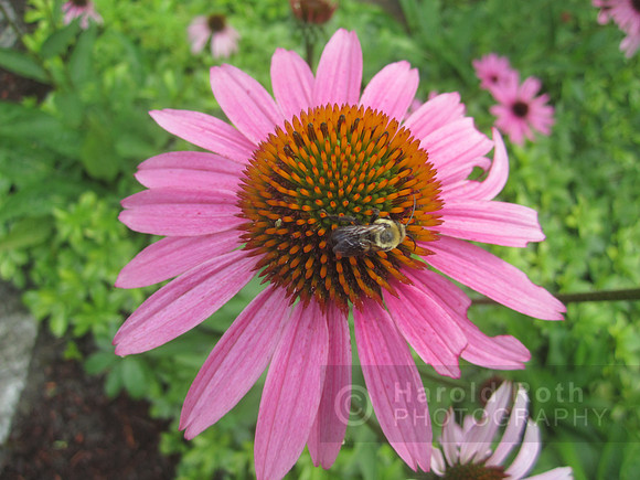 flowers23