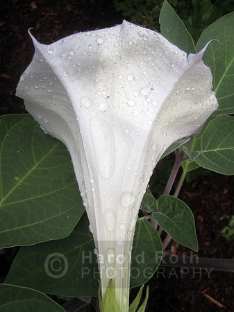 flowers24