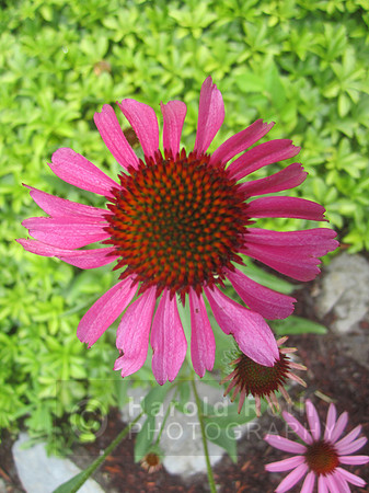 flowers25