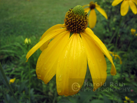 flowers28