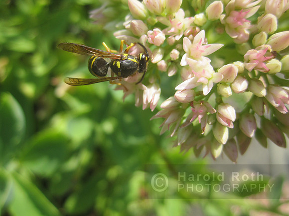 flowers29
