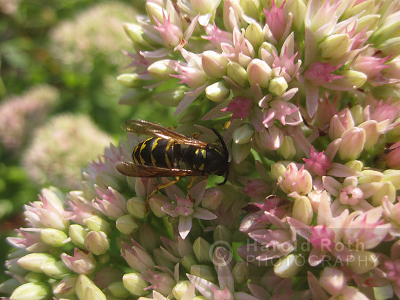 flowers30