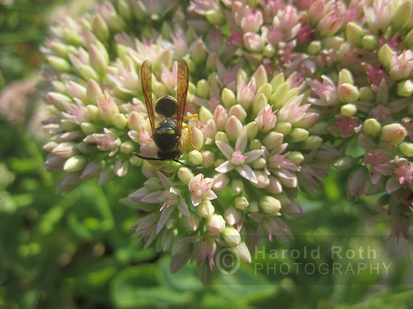 flowers32