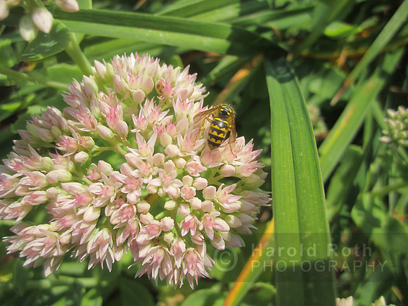 flowers35