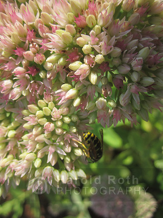 flowers33