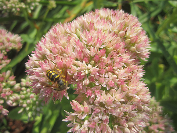flowers36