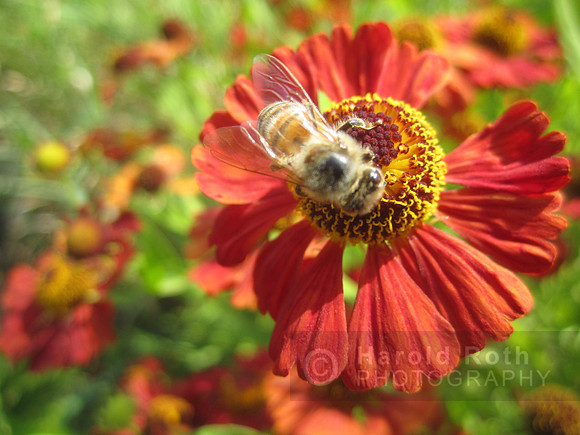 flowers38