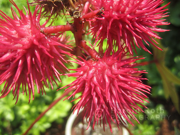 flowers37