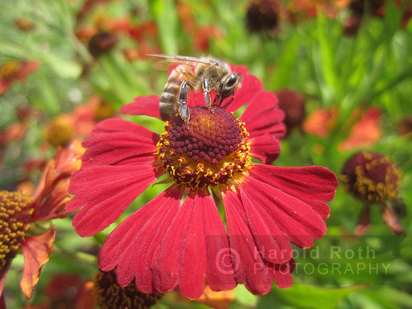 flowers39