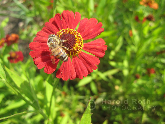 flowers41