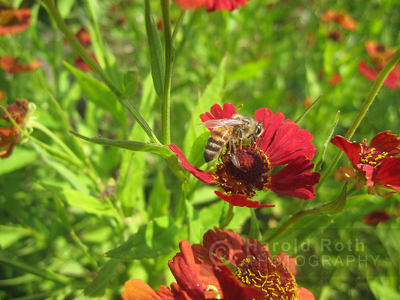 flowers42