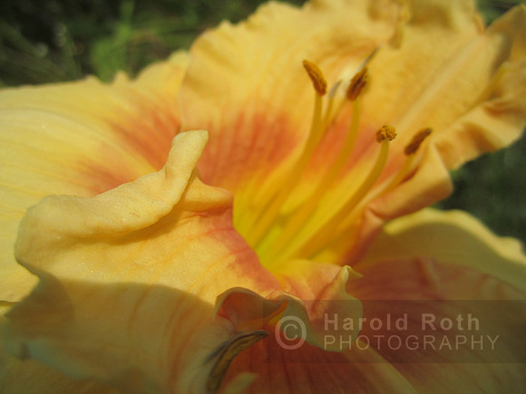 flowers44
