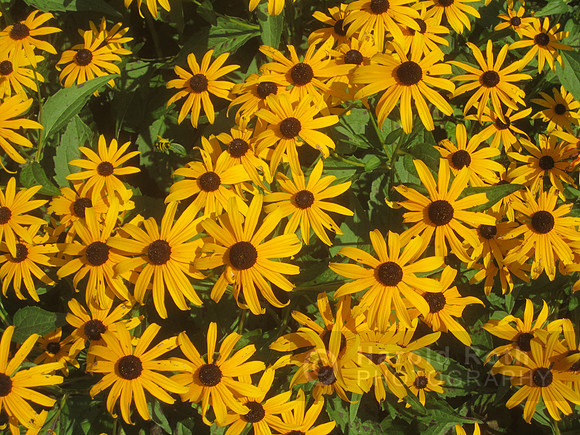 flowers46