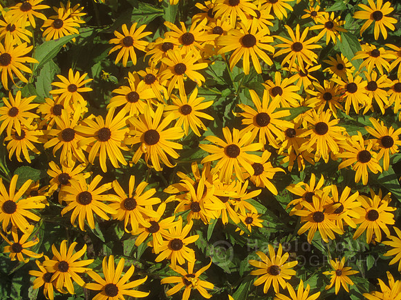 flowers45