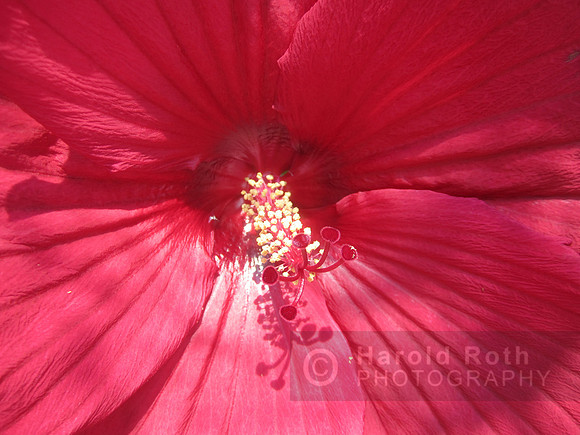 flowers50