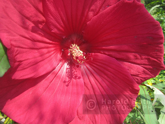 flowers51