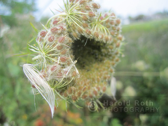 flowers52