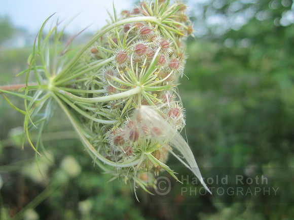 flowers53