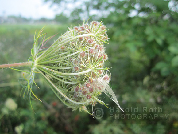 flowers54