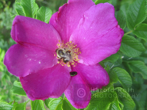 flowers55