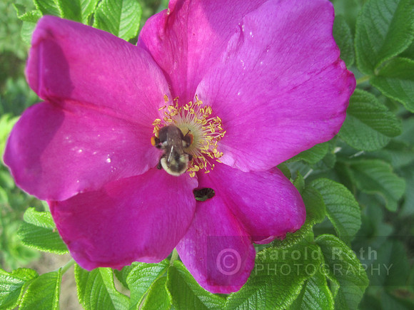 flowers56