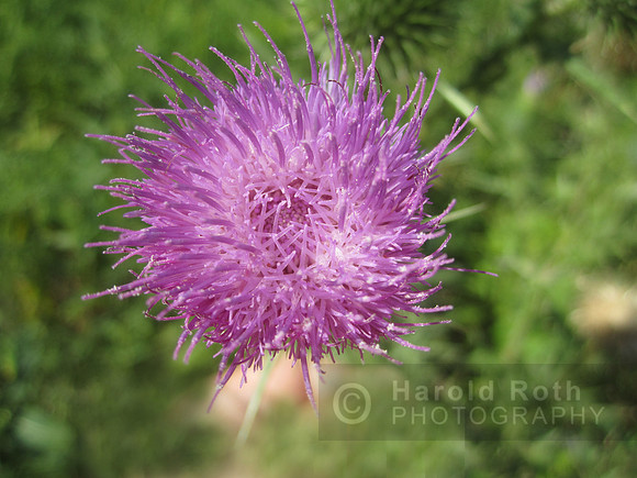 flowers58