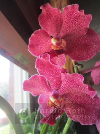 flowers61