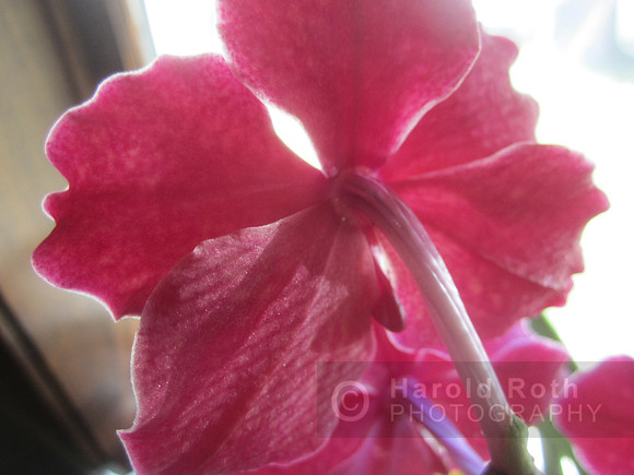 flowers62