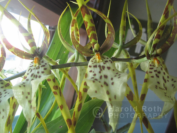 flowers63