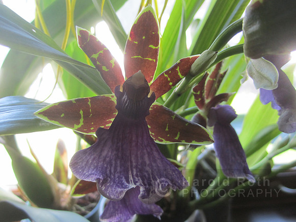 flowers65