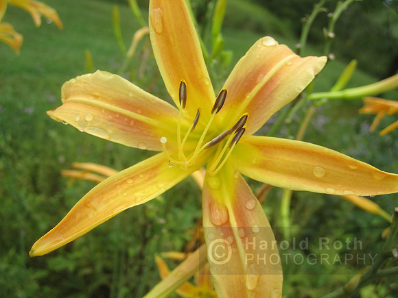 flowers66
