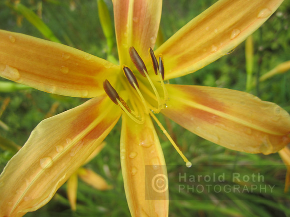 flowers67