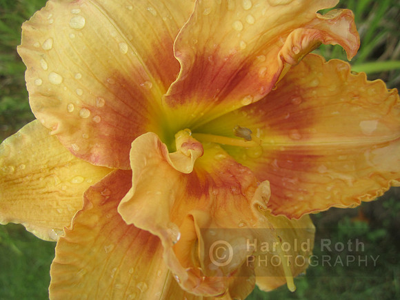 flowers68