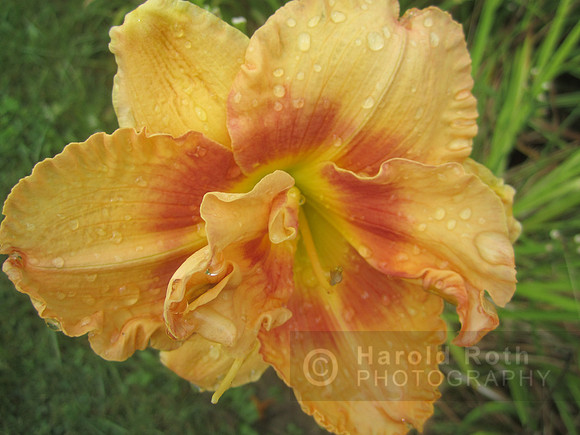 flowers69