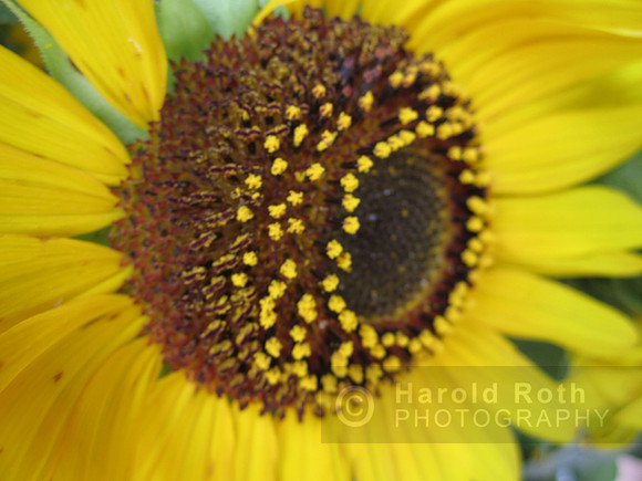 flowers71