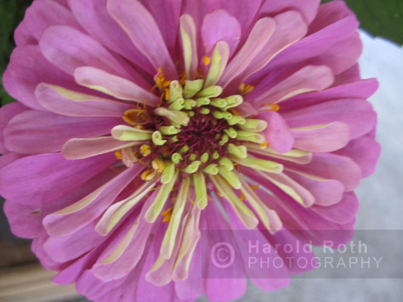 flowers73