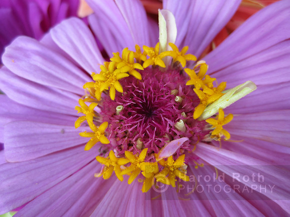 flowers74