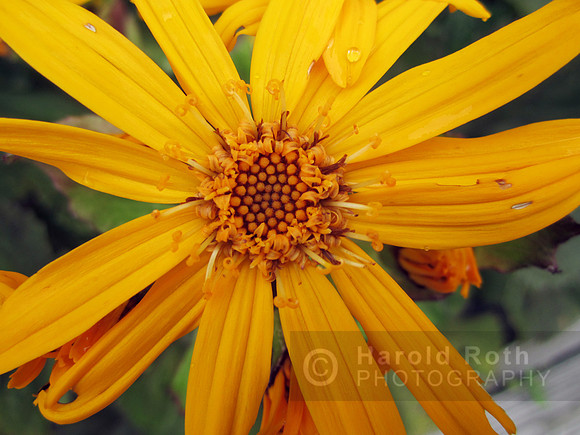 flowers84