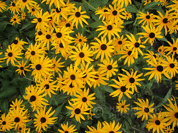 flowers83