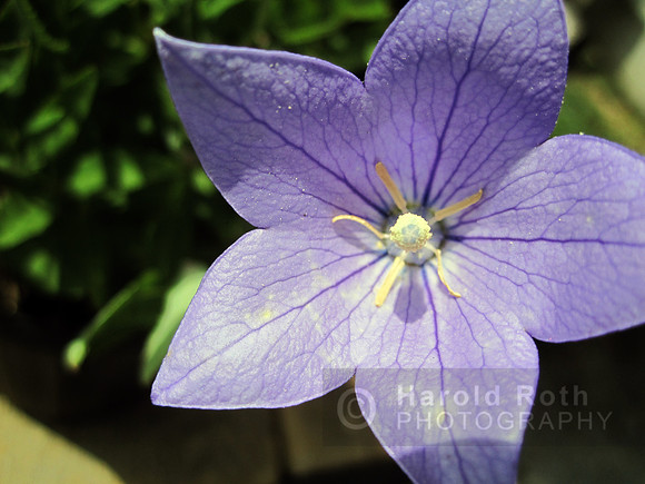 flowers85