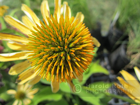 flowers94