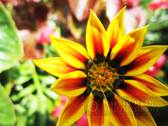flowers91