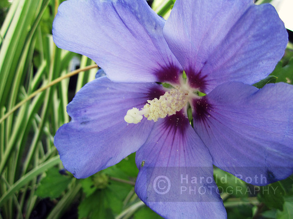 flowers95