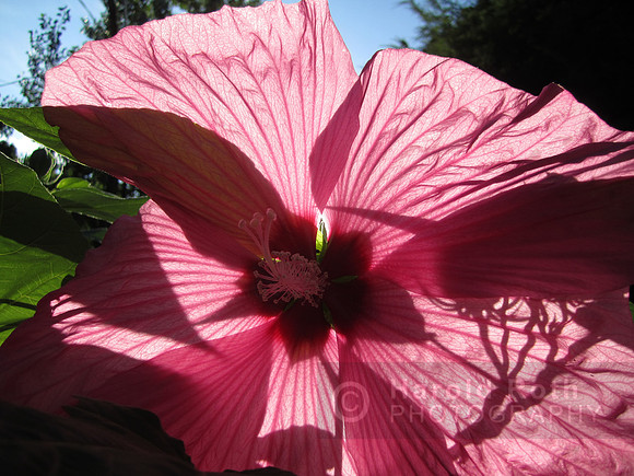 flowers97